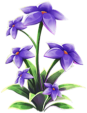 Black Thyme